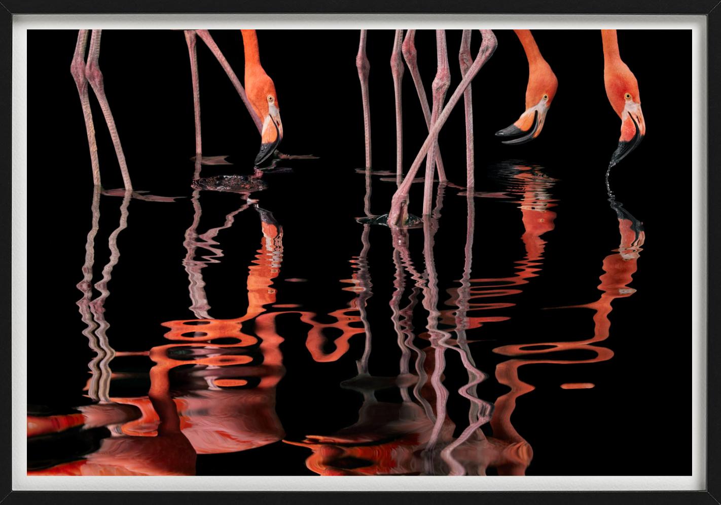 Flamenco - Anmales reflejados en el agua, Fotografía artística - Figurative Photograph Negro de Tim Flach