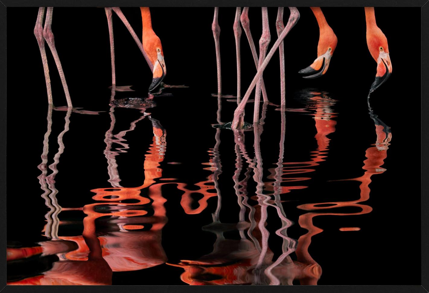 Flamencos reflejándose en el agua, primer plano, fotografiado por Tim Flach.

Todas las impresiones son de edición limitada. Disponible en varios tamaños. Enmarcado de alta gama a petición.

Todas las impresiones están hechas y firmadas por el
