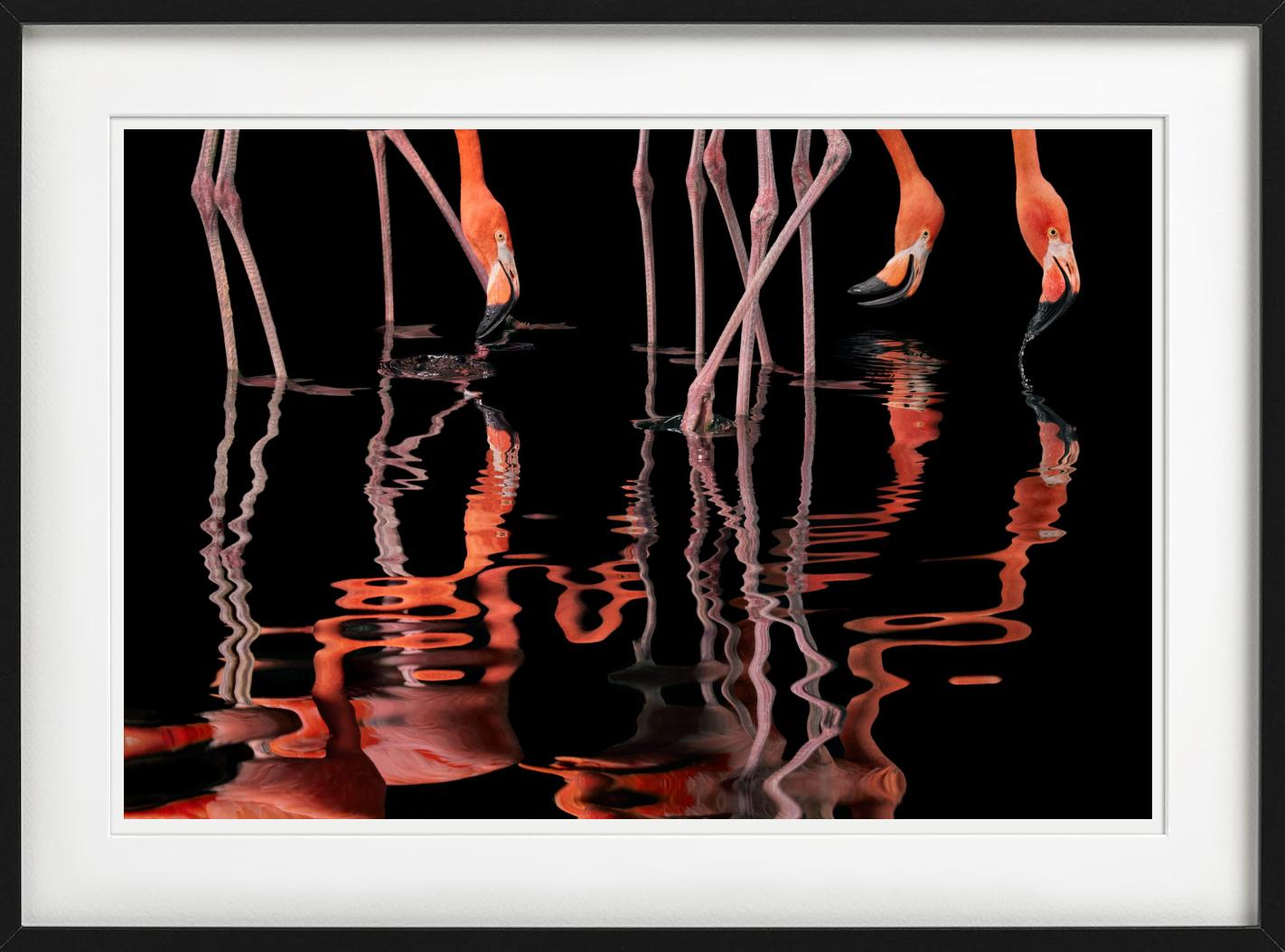 Flamenco - Anmales reflejados en el agua, Fotografía artística en venta 1