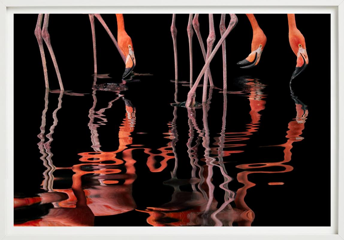 Flamenco - Anmales reflejados en el agua, Fotografía artística en venta 2