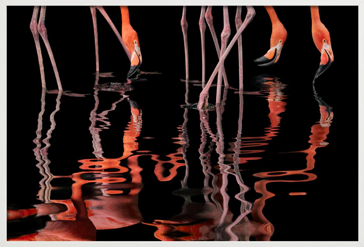 Flamenco - Anmales reflejados en el agua, Fotografía artística en venta 3