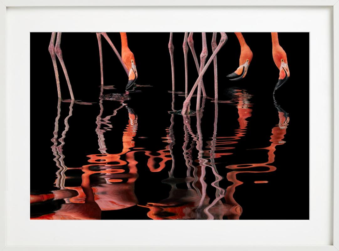 Flamenco - Anmales reflejados en el agua, Fotografía artística en venta 4