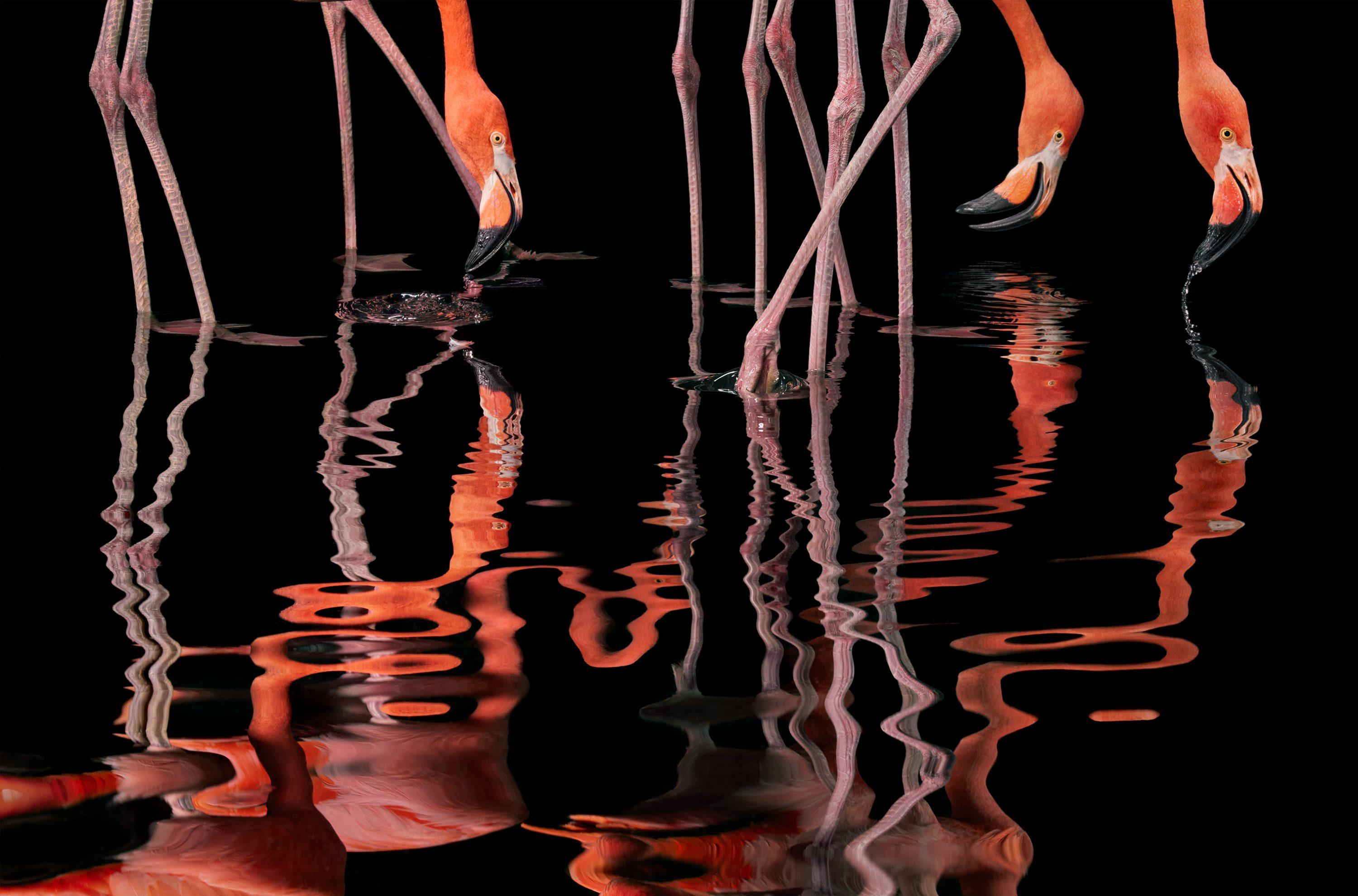 Figurative Photograph de Tim Flach - Flamenco - Anmales reflejados en el agua, Fotografía artística