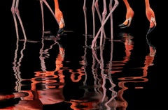 Flamingo - Anmals reflected in Water, Fine Art Photography