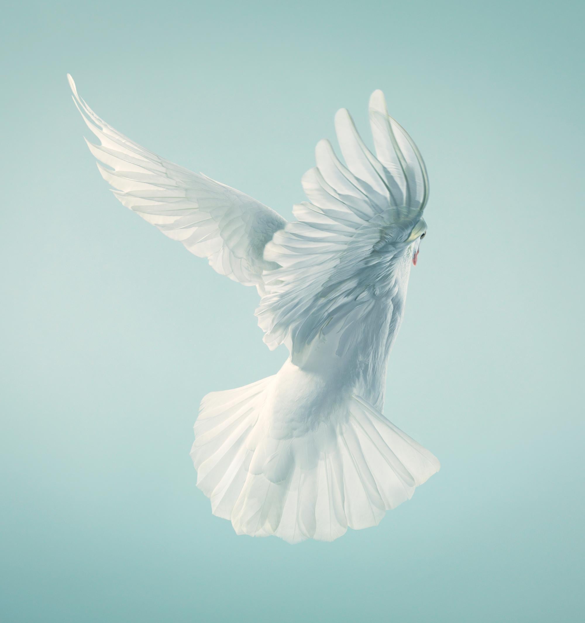 Flying Facing - Contemporary British Art, Animal Photography, Doves, Tim Flach