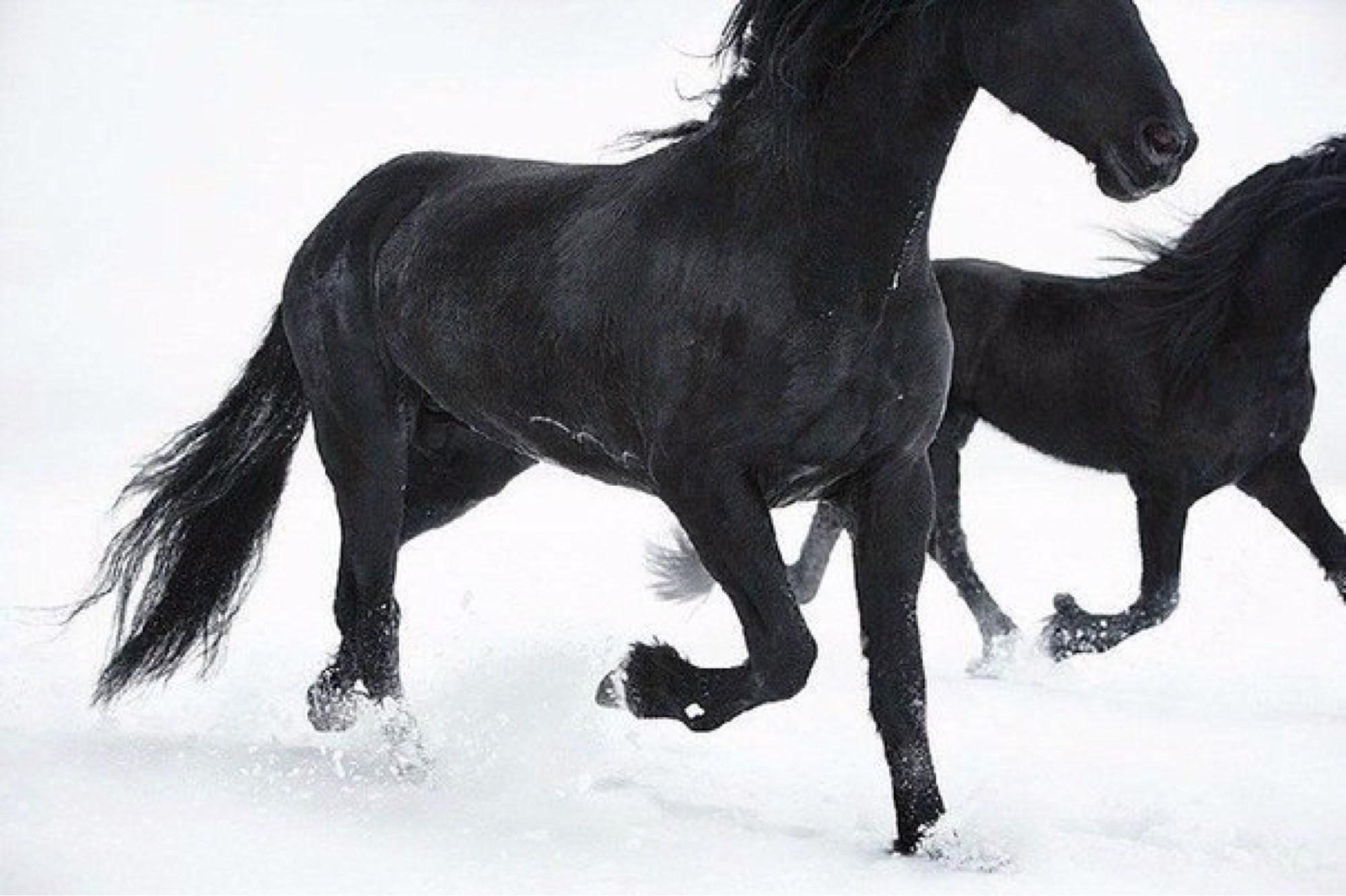 Friesians - Tim Flach, Animal Photography, Contemporary British Art, Horses