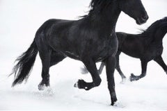 Friesians - Tim Flach, photographie d'animaux, art britannique contemporain, chevaux