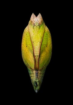 Swallowfall mit goldenem Rand – zeitgenössische britische Kunst, Tierfotografie, Tim Flach