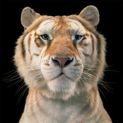 Le tigre Tabby doré - Art britannique contemporain, photographie d'animaux, Tim Flach