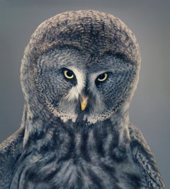 Grace - Contemporary British Art, Animal Photography, Owl, Tim Flach