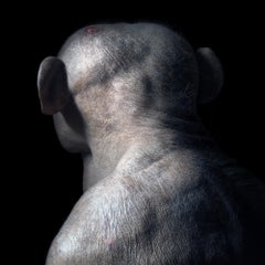 Jambo - Contemporary British Art, Animal Photography, Tim Flach