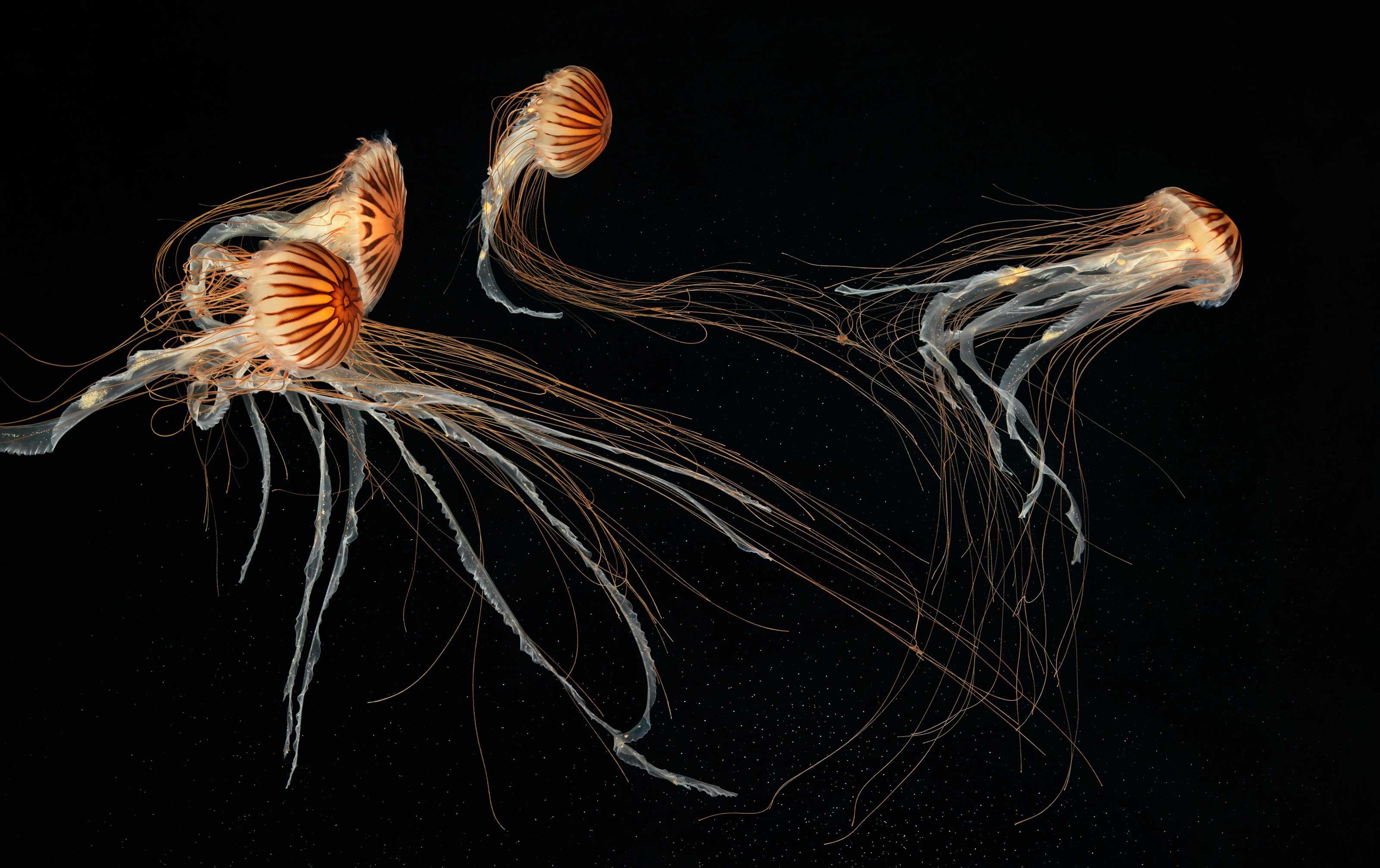 Bitte beachten Sie, dass alle Drucke auf Bestellung hergestellt werden. Es wird mit einer Vorlaufzeit von 15-20 Tagen gerechnet.

japanese Sea Nettles I" ist ein atemberaubender C-Type-Druck des zeitgenössischen britischen Fotografen Tim Flach, der