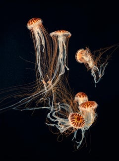 Japanese Sea Nettles II - Contemporary British Art, Underwater, Ocean, Tim Flach