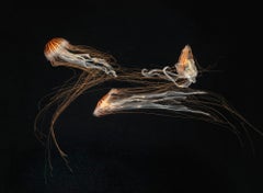 Japanese Sea Nettles III - Tim Flach, Contemporary British Photography