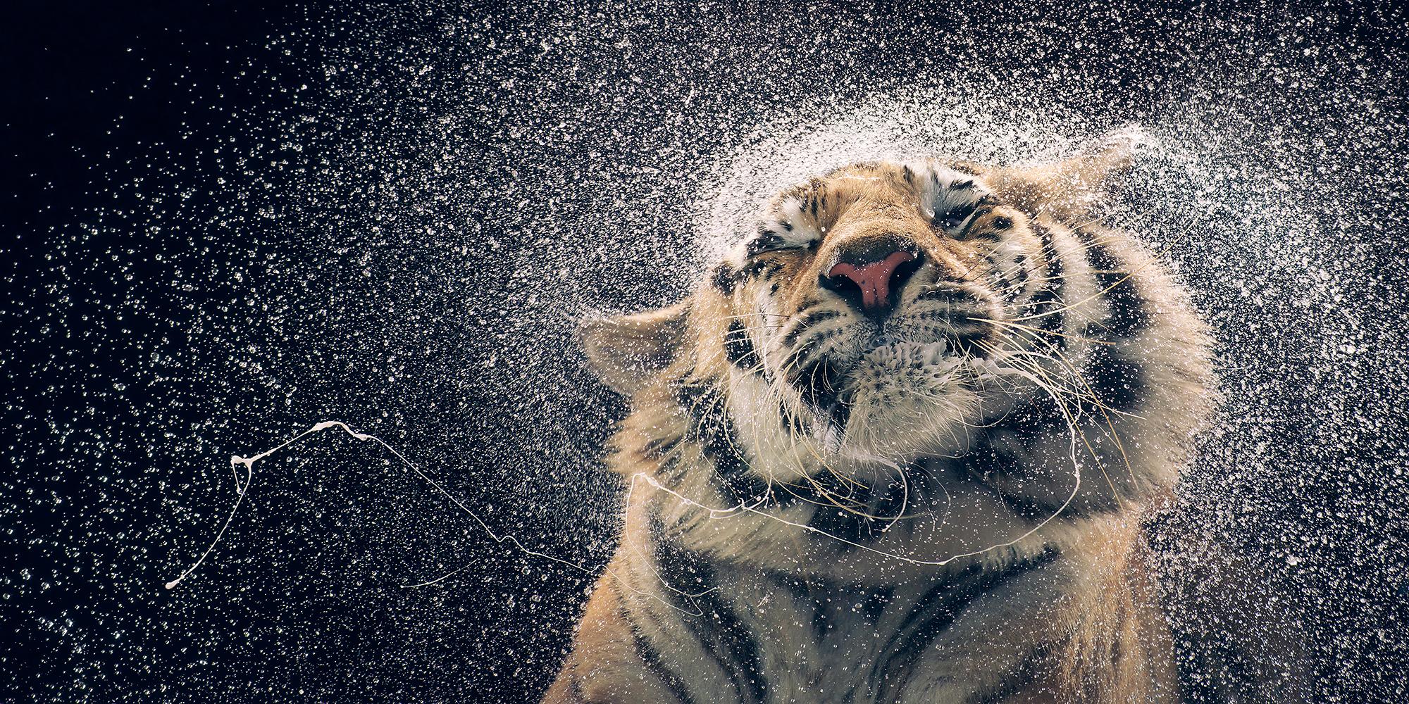 Tim Flach Color Photograph – Kanja Shaking - Zeitgenössische britische Kunst, Tierfotografie, Wildtiere, Tiger