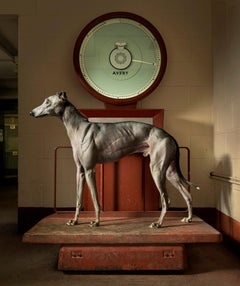 Kinda Ready - Tim Flach, Animal Photography, Contemporary British Art, Dogs