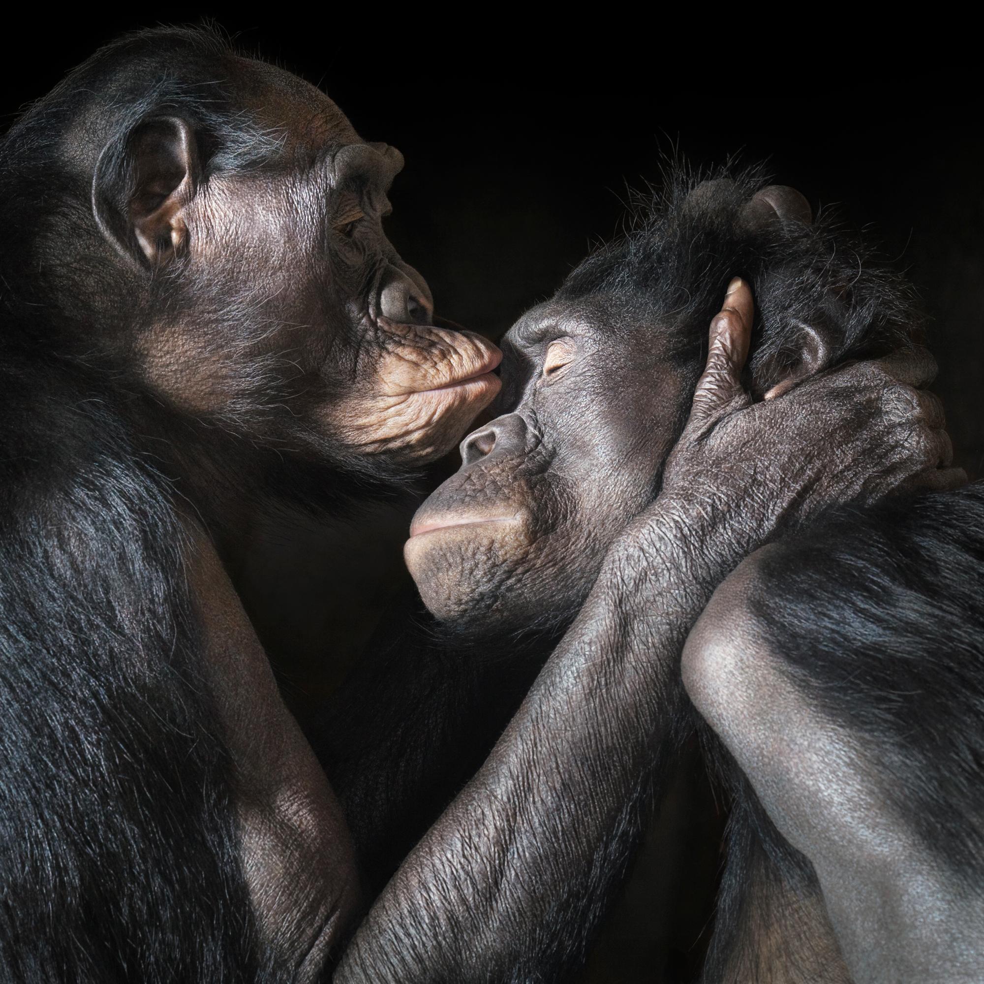 monkeys kissing