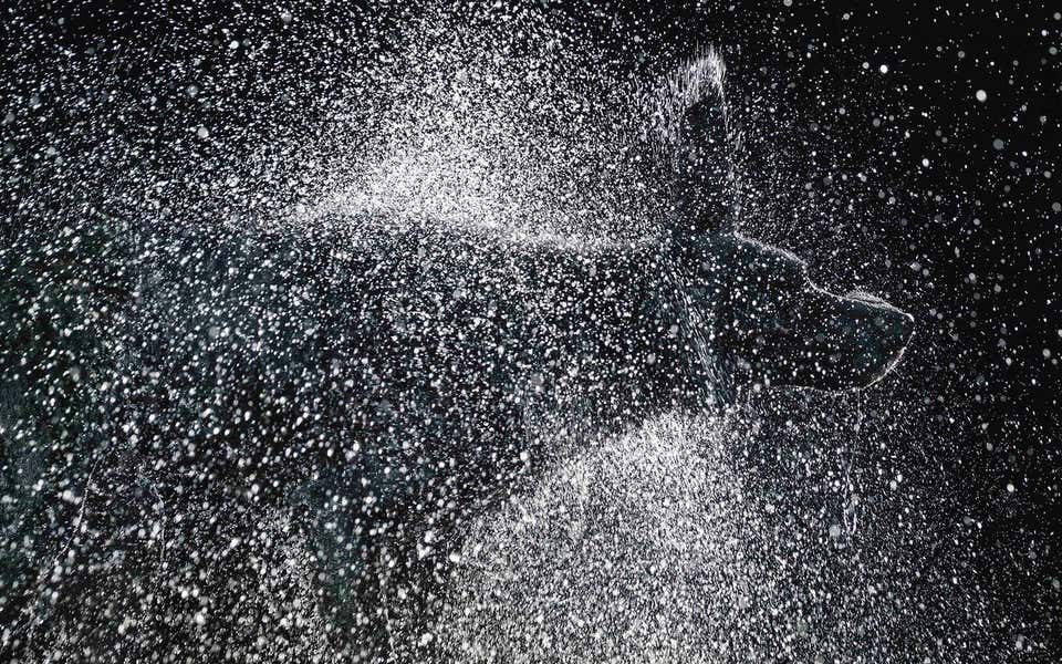 Tim Flach - Kinda Ready - Tim Flach, Animal Photography, Contemporary ...