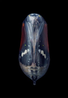 Monarch Black - Art britannique contemporain, photographie d'animaux, Tim Flach