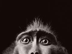 Monkey Eyes - Contemporary British Art, Animal Photography, Monkeys, Tim Flach