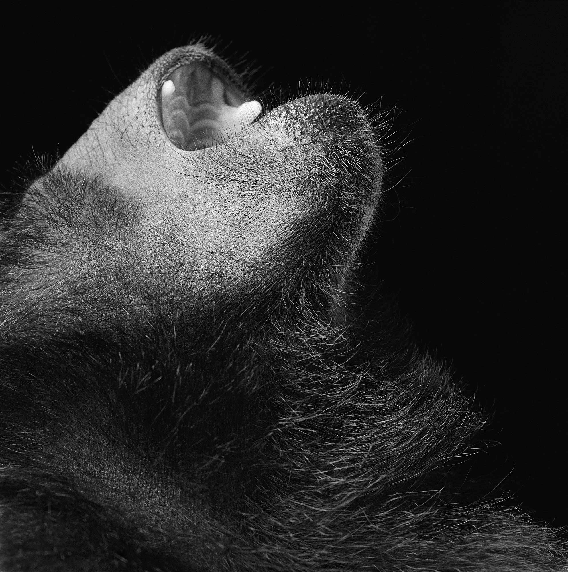 Monkey Laughing - Contemporary British Art, Animal Photography, Tim Flach