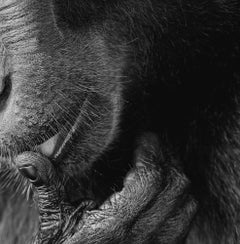 Monkey Licking - Art britannique contemporain, photographie d'animaux, Tim Flach