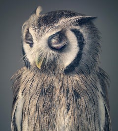 Night Owl - Art britannique contemporain, photographie d'animaux, Tim Flach, Wild