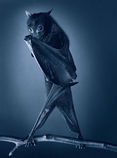 Opera Bat - Tim Flach, Contemporary British Art, Animal photography