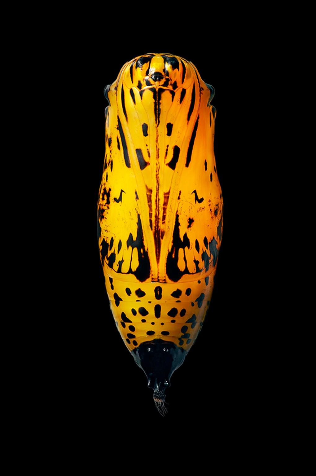 Tim Flach Color Photograph – Rice Paper - Zeitgenössische britische Kunst, Tierfotografie, Schmetterling, TIm Flach