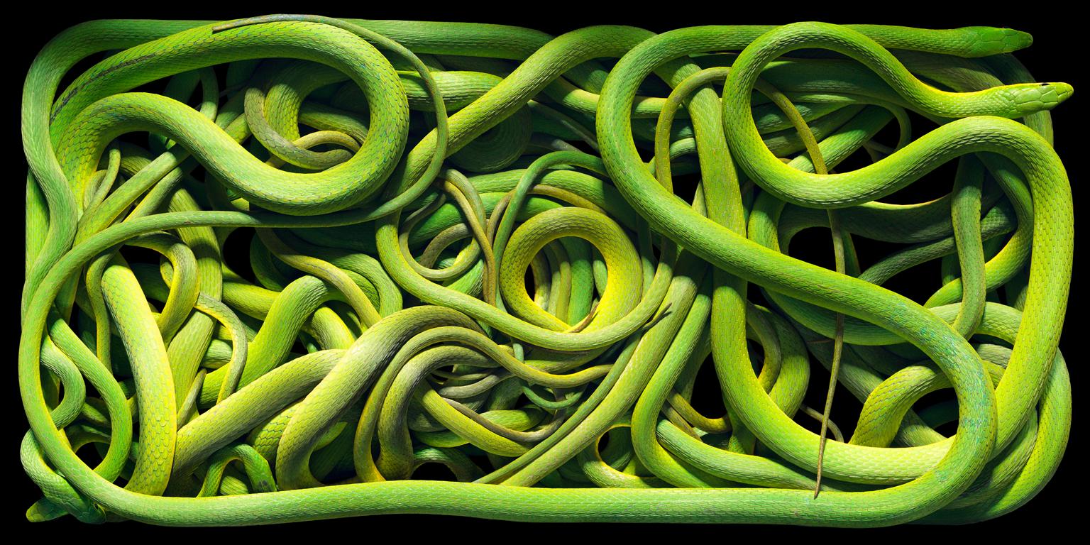 Rough Green Snakes - Contemporary British Photography, Nature, Tim Flach