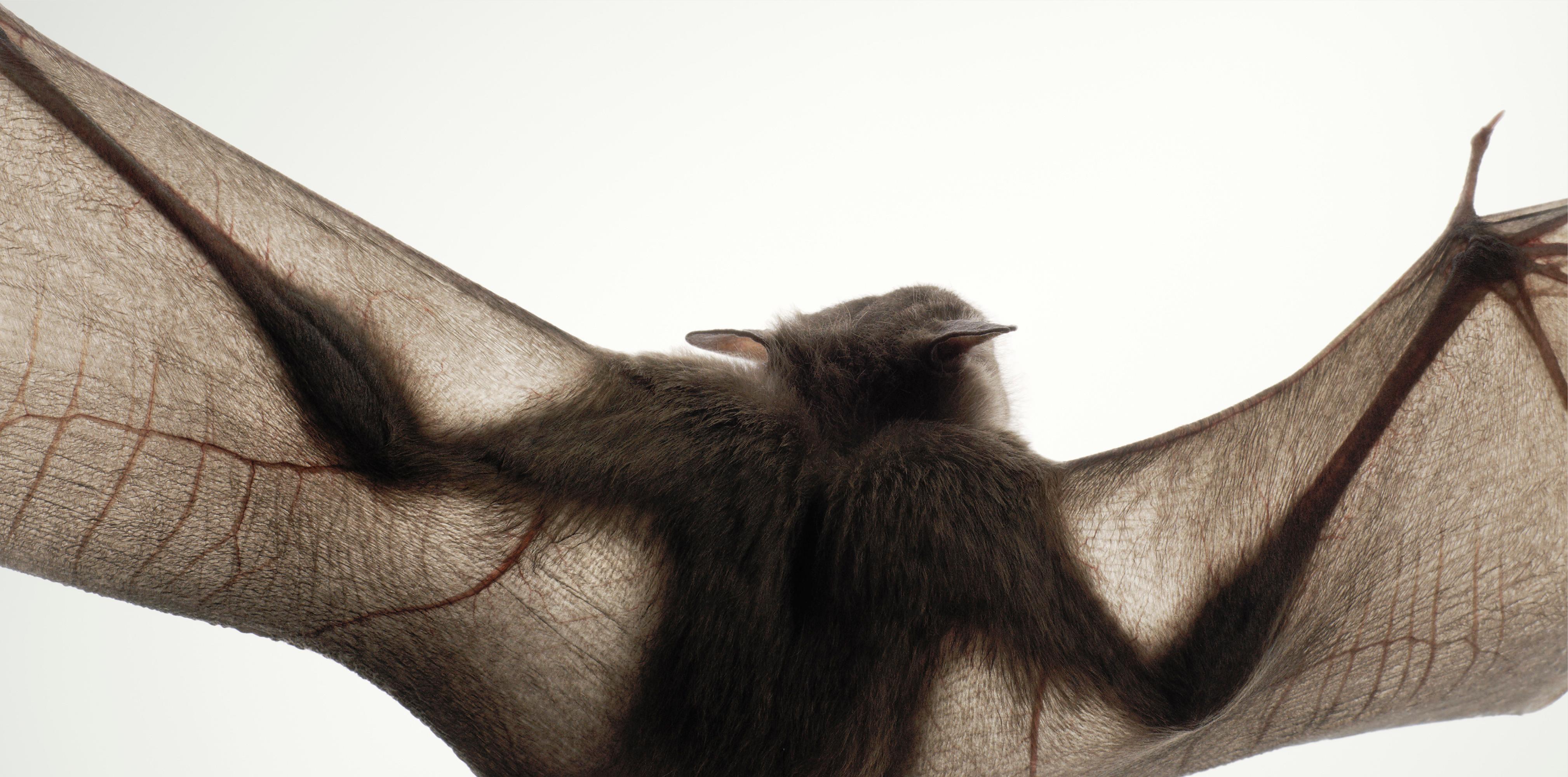 Tim Flach Photographies - Portait