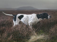 Stoic Point - Tim Flach, Art britannique contemporain, photographie d'animaux, chiens