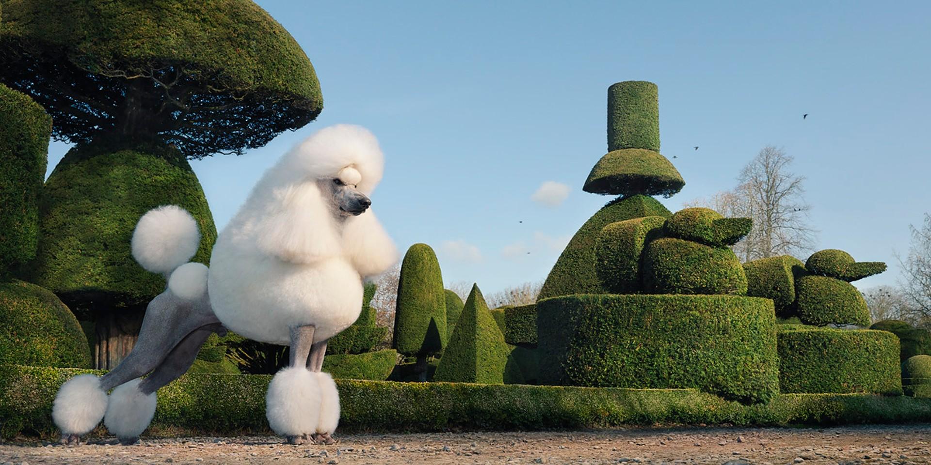 Topiary - Tim Flach, Animal Photography, Dogs, Contemporary British Art, Gardens