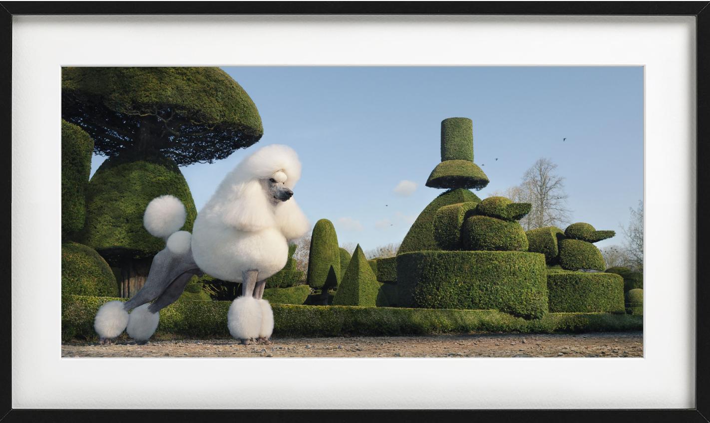 Topiary, Fotografia d'autore - Photograph Contemporaneo di Tim Flach