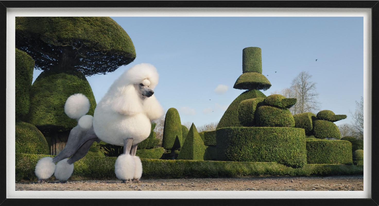 Topiary, Fotografia d'autore - Figurative Photograph Nero di Tim Flach