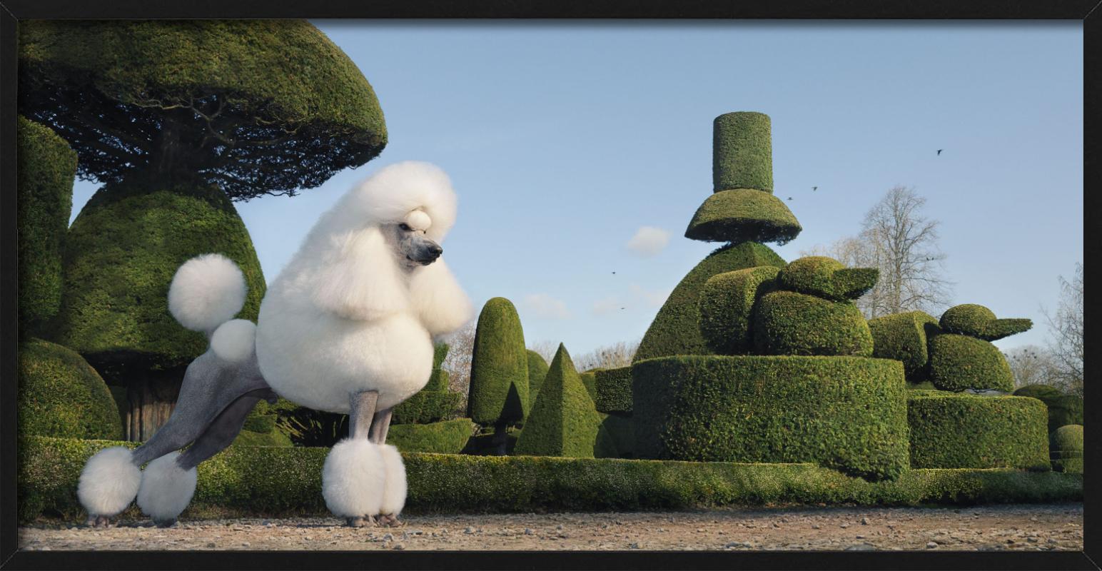 Un barboncino ben curato che passeggia in un raffinato giardino inglese, fotografato da Tim Flach.

Tutte le stampe sono in edizione limitata. Disponibile in più misure. Cornici di alto livello su richiesta.

Tutte le stampe sono realizzate e
