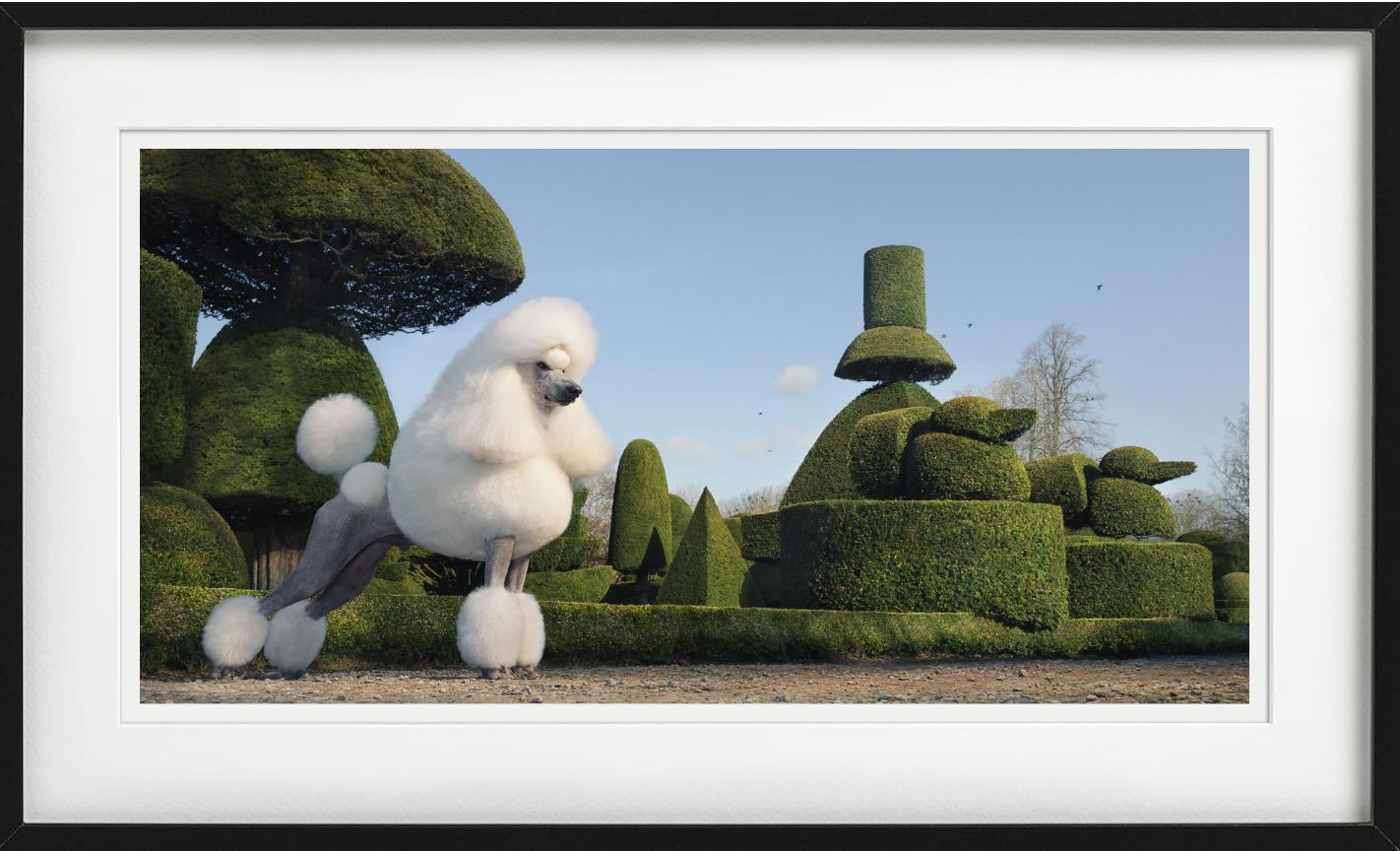 Topiary, Fotografia d'autore in vendita 1