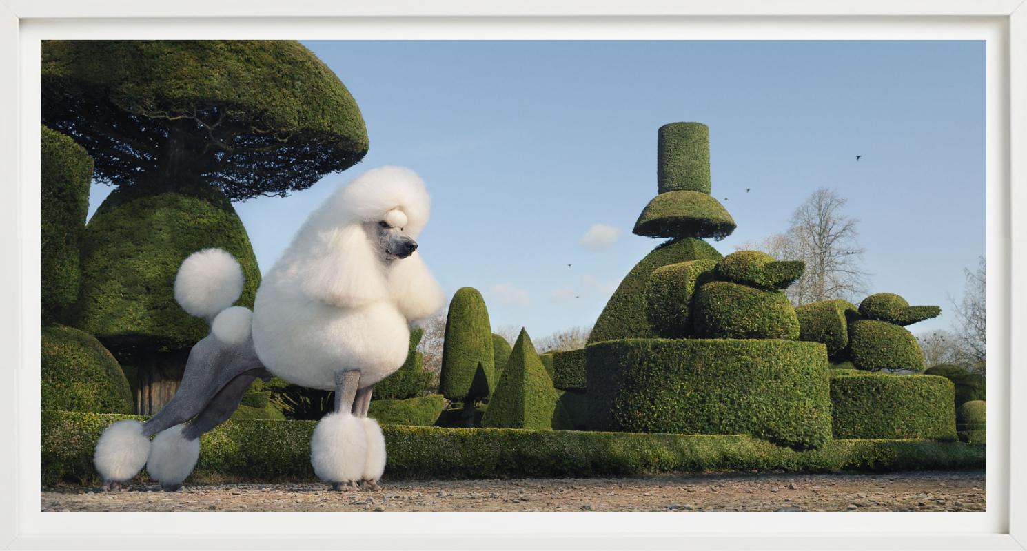 Topiary, Fotografia d'autore in vendita 2