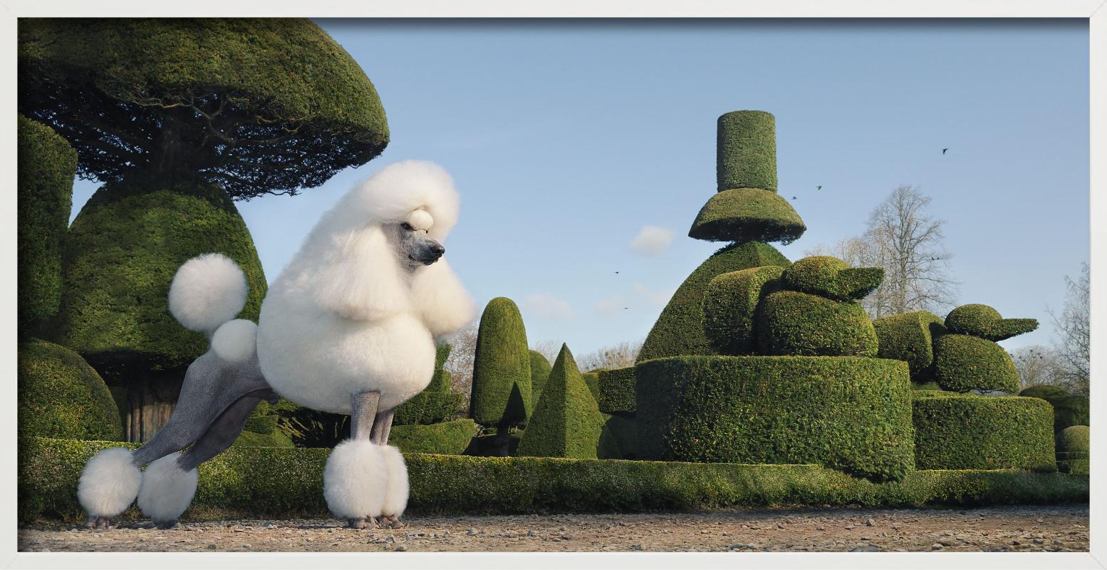 Topiary, Fotografia d'autore in vendita 3