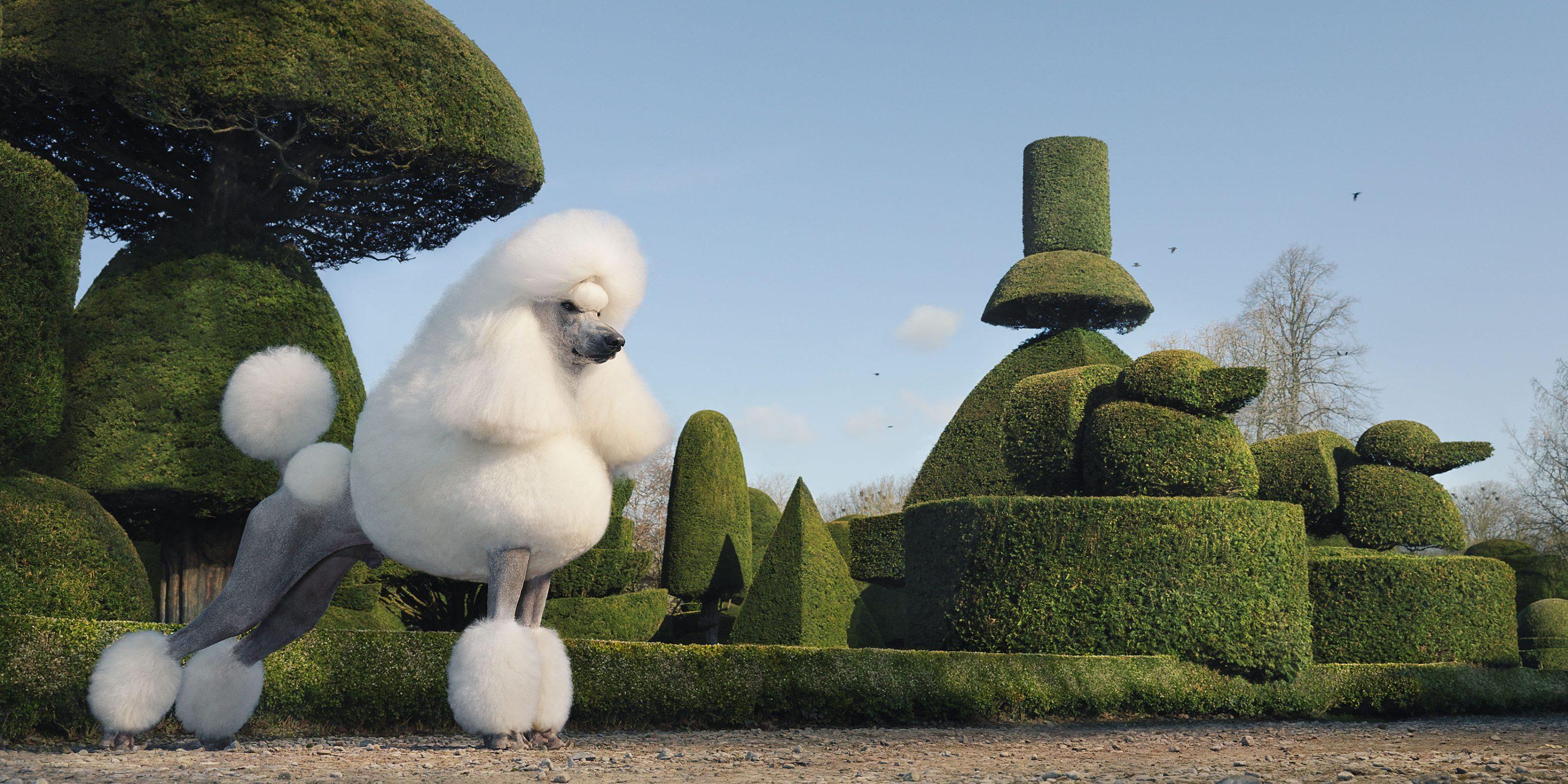 Figurative Photograph di Tim Flach - Topiary, Fotografia d'autore