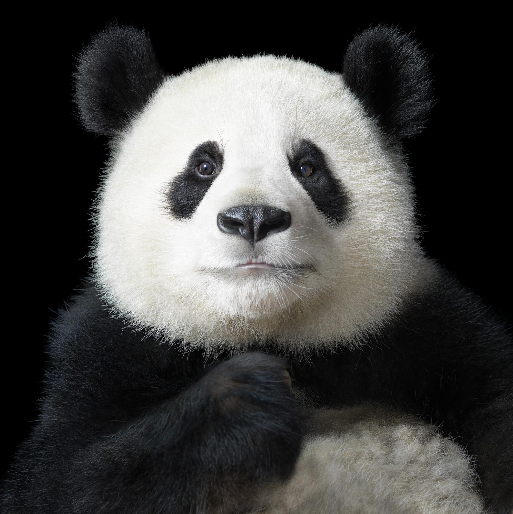 Tim Flach Color Photograph – Ya Yun „Elegant“ – Zeitgenössische britische Kunst, Tierfotografie, Pandas, Chinesisch