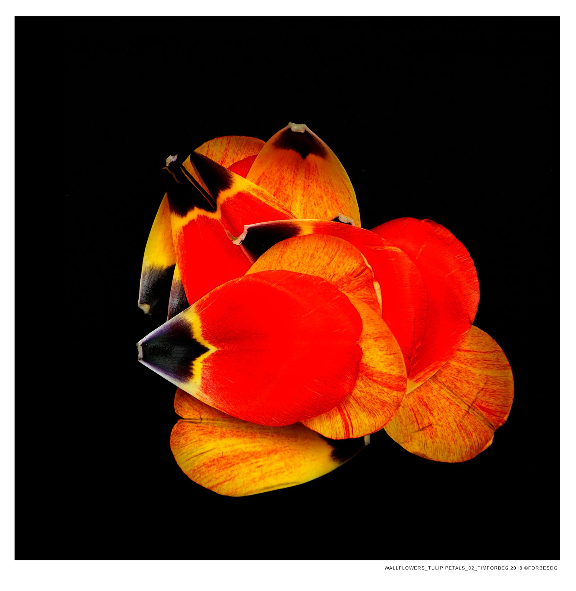 Forbes Tulip Petals - Photograph by Tim Forbes