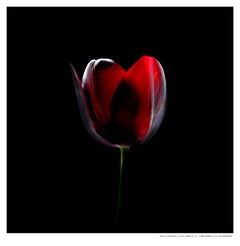 Forbes Tulip Piurple