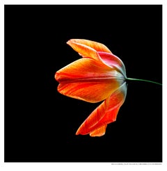 Forbes Tulips Yellow