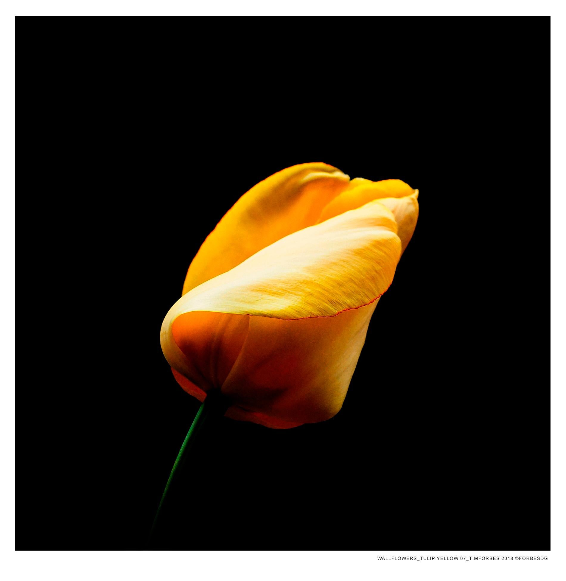 Forbes Tulips Yellow - Contemporary Photograph by Tim Forbes