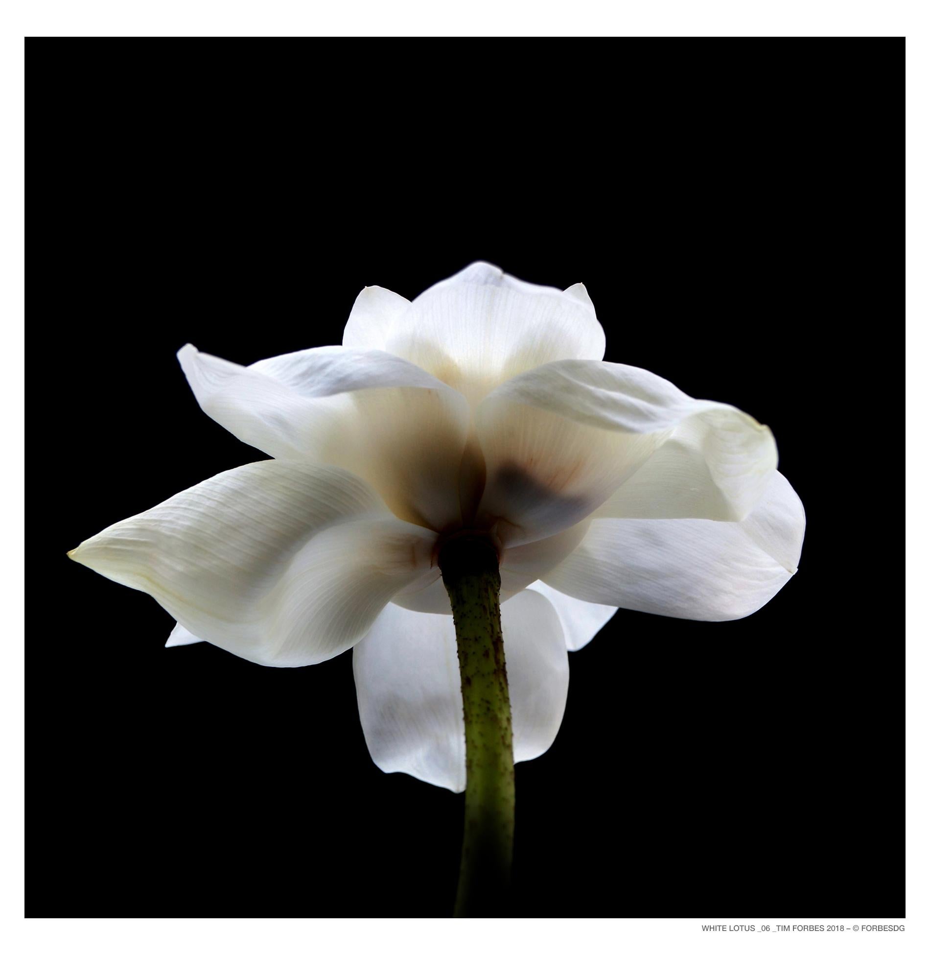 White Lotus_6 - Photograph by Tim Forbes