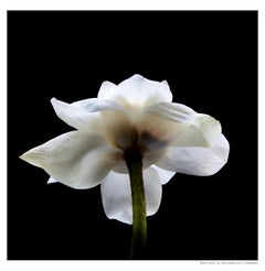 White Lotus_6