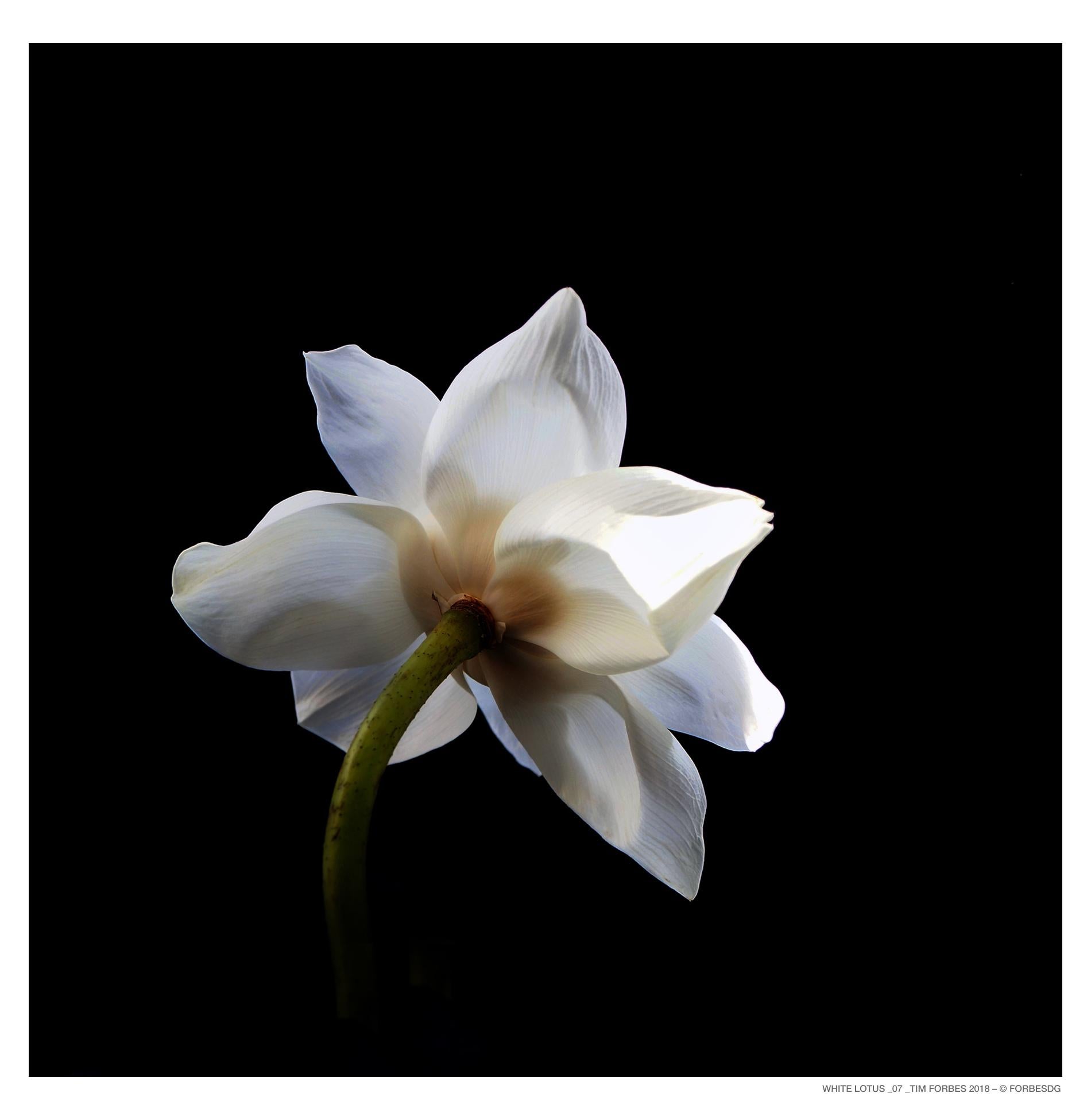 White Lotus_7 - Photograph by Tim Forbes