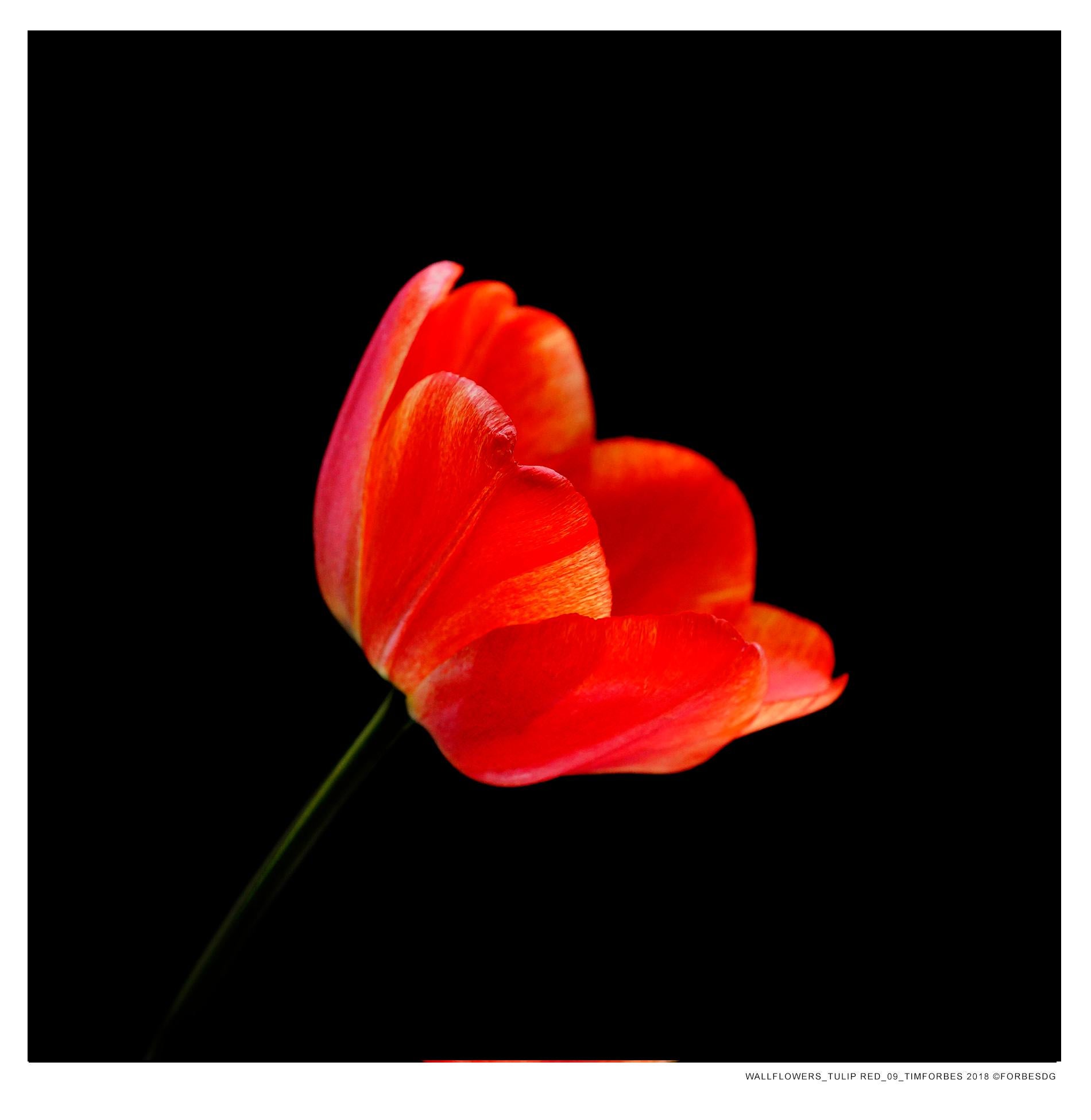 Wall Tulip Series - Contemporary Photograph by Tim Forbes