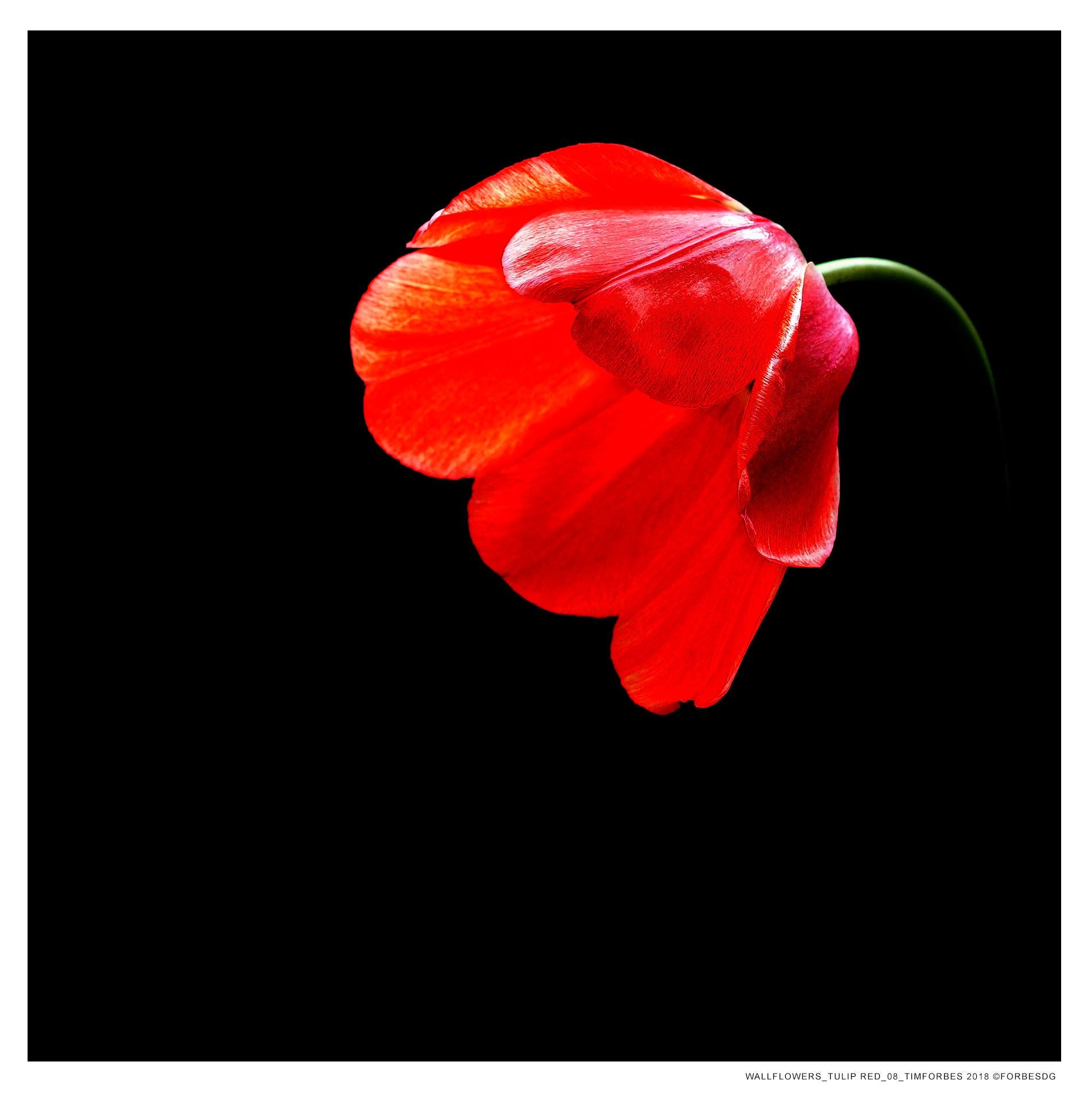 LIMITED EDITION Wall Tulip Series by Canadian photo-artist Tim Forbes. “What more hopeful imagery than classic portraits of spring tulips shot in the natural light of the artist’s studio?”  Choices from this elegant series brings style and warmth to